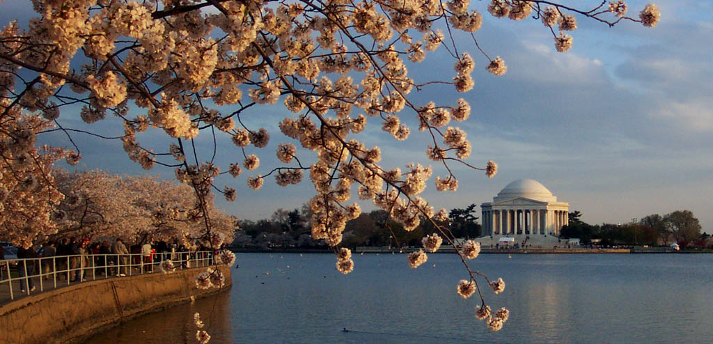 photo "Cherry Blossoms" tags: travel, architecture, landscape, North America