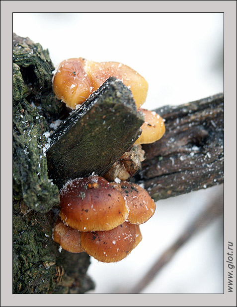 photo "Mushrooms" tags: landscape, forest, winter