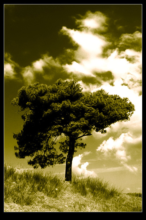 photo "Clouds or tree" tags: misc., 