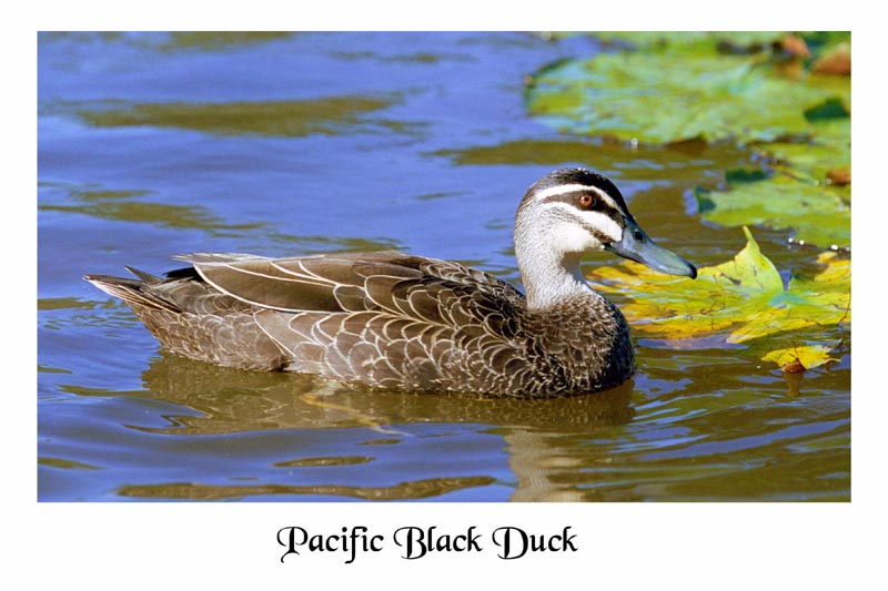 photo "Pacific Black Duck" tags: nature, travel, Australia, wild animals