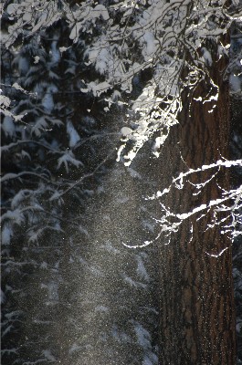 photo "shower of wishes" tags: nature, landscape, winter