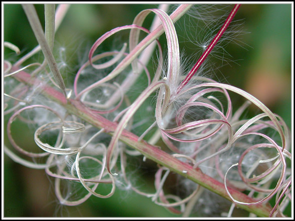 photo "Lace of nature" tags: macro and close-up, 