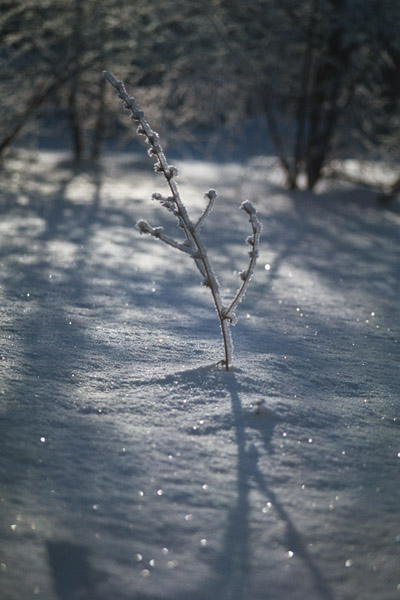 photo "HAPPY NEW YEAR." tags: nature, landscape, winter