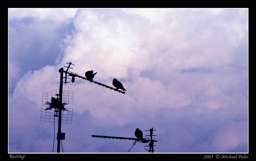 photo "Resting!!" tags: misc., nature, 