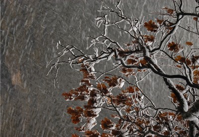 photo "weathering resilience" tags: landscape, nature, winter