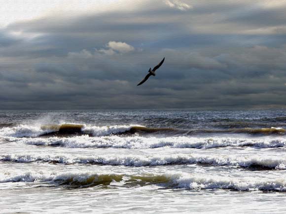 photo "Oceanand the lone Seagull" tags: travel, landscape, North America, water