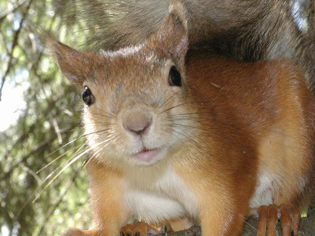 photo "Squirrel." tags: nature, landscape, forest, wild animals