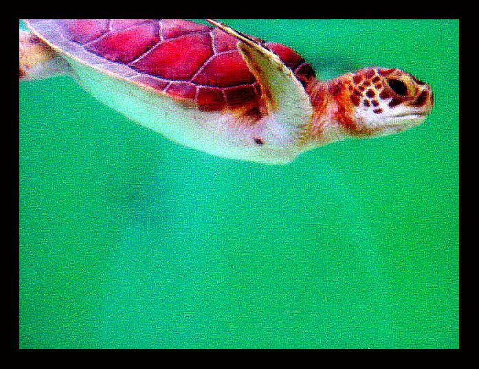 photo "diving baby turtle" tags: nature, underwater, wild animals