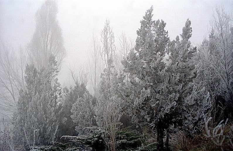 photo "Foggy and moisty winter day" tags: landscape, winter