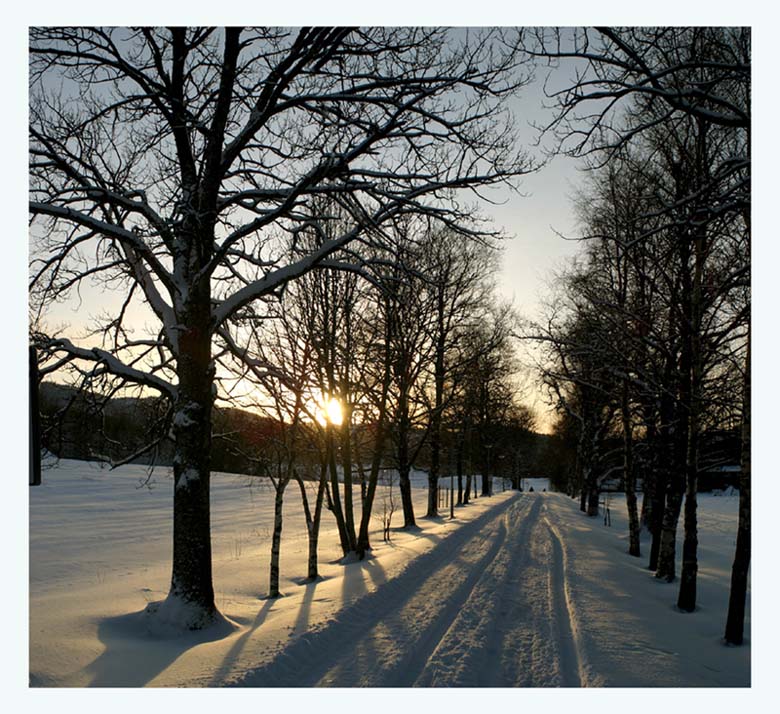 photo "Winter etude on Dragvoll" tags: landscape, winter