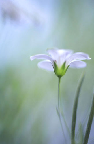 photo "blue note" tags: macro and close-up, 