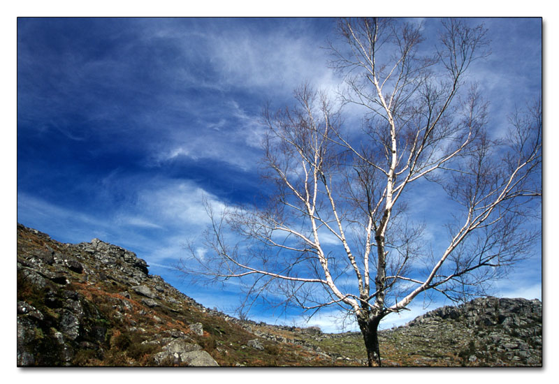 photo "Tree" tags: landscape, clouds