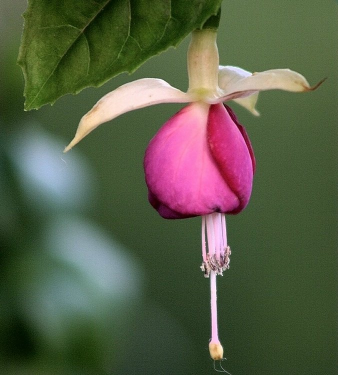 photo ""Brinco de Princesa"" tags: nature, flowers