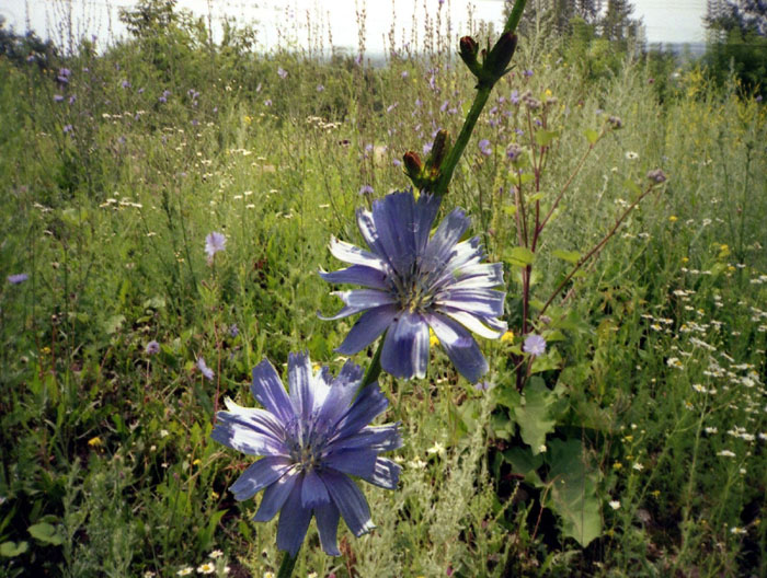 photo "GRASS" tags: nature, flowers