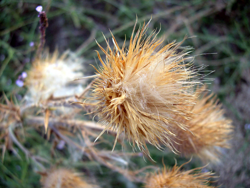 photo "Autumn handsome" tags: nature, flowers