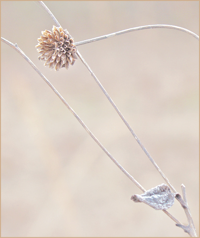 фото "Winters Small Offerings" метки: макро и крупный план, природа, цветы