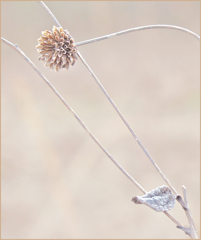 photo "Winters Small Offerings" tags: macro and close-up, nature, flowers