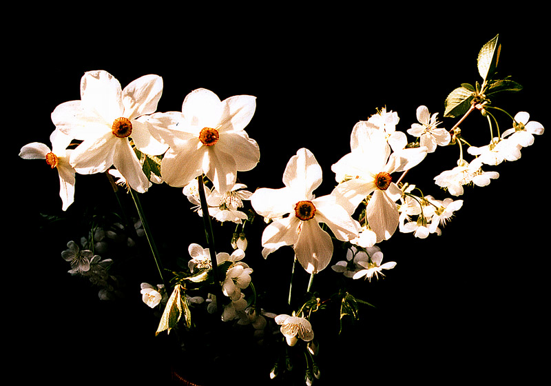 фото "Bright Day Still" метки: натюрморт, 