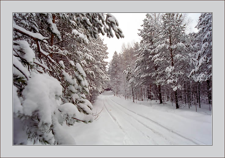 photo "January motives" tags: landscape, forest, winter