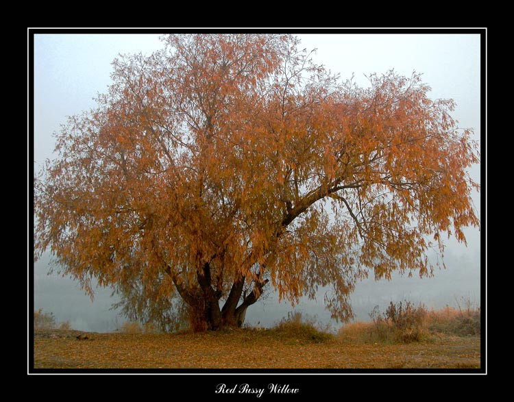 photo "Red Pussy Willow" tags: misc., landscape, 