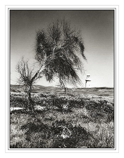 photo "Fighting..." tags: black&white, nature, 