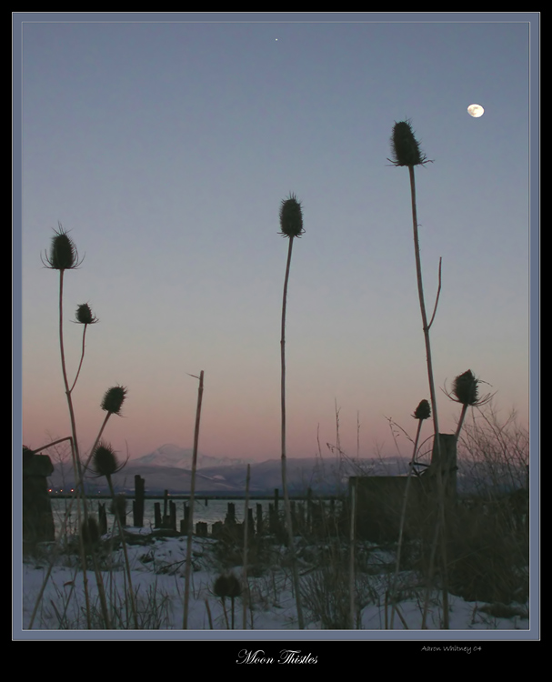 фото "Moon thistles" метки: пейзаж, вода, ночь