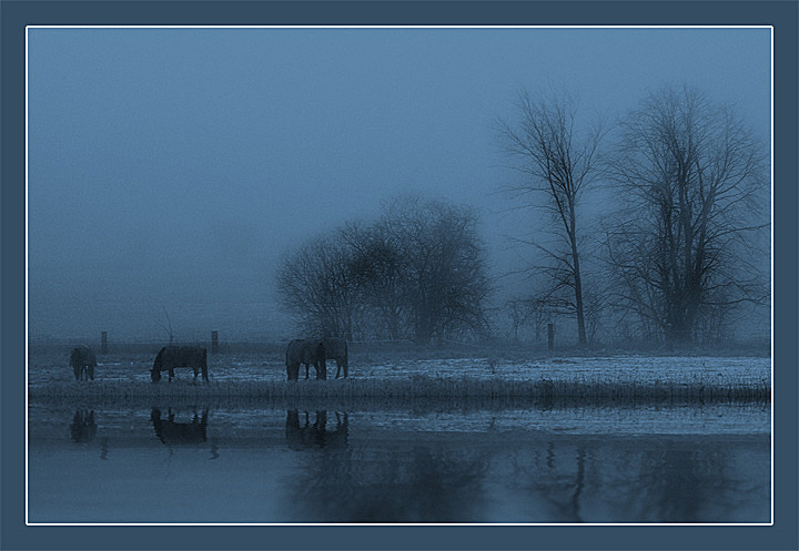 photo "Morning" tags: landscape, nature, pets/farm animals, winter
