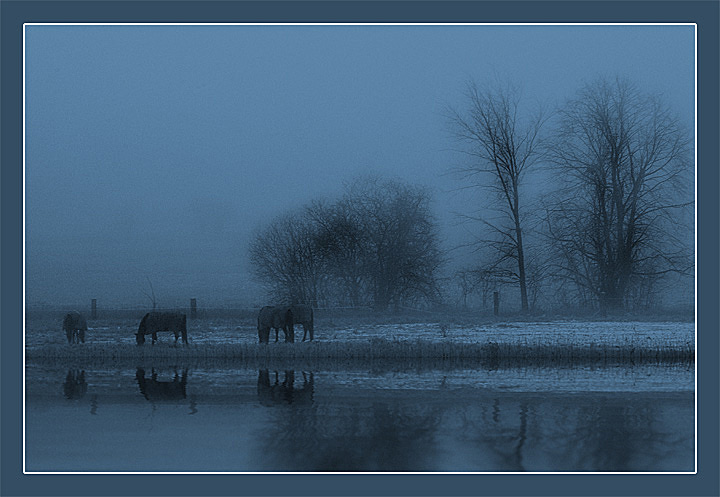 фото "Утро" метки: пейзаж, природа, домашние животные, зима