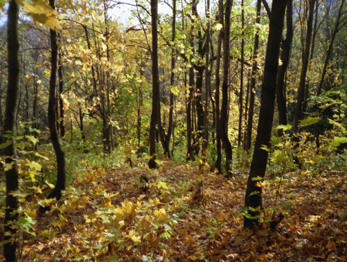 photo "Autumn" tags: landscape, forest