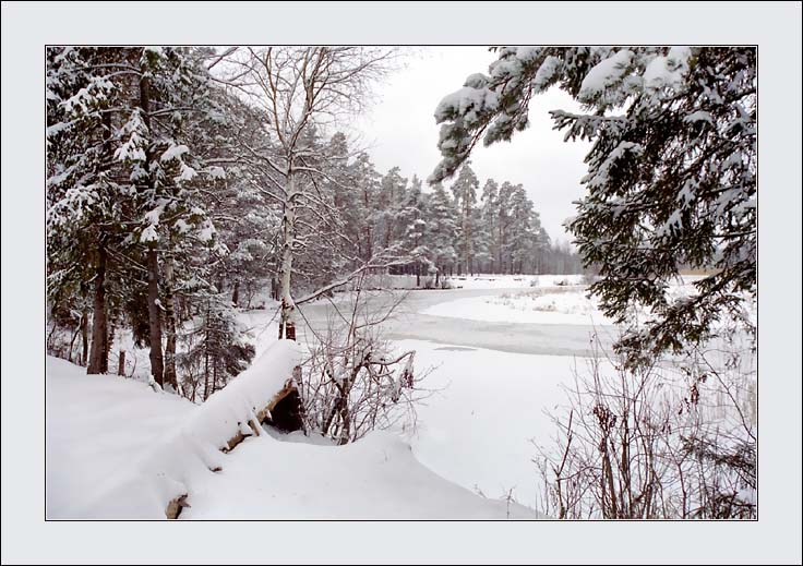 photo "January" tags: landscape, forest, winter