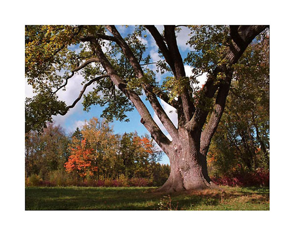 photo "The Old Oak" tags: landscape, autumn
