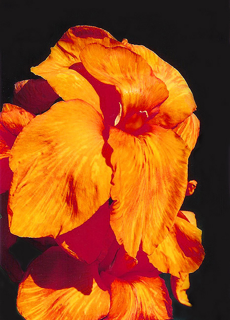 photo "Canna" tags: misc., nature, flowers