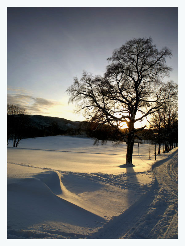 photo "Winter etude II on Dragvoll" tags: misc., 