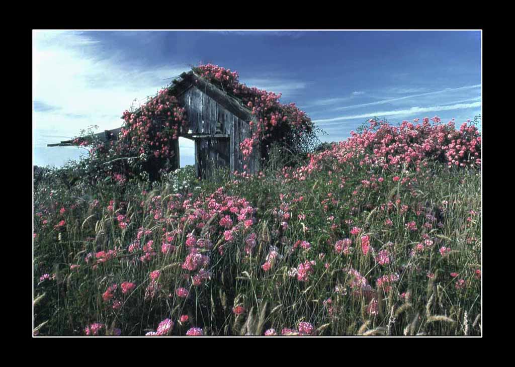 photo "Rose Shed" tags: landscape, summer