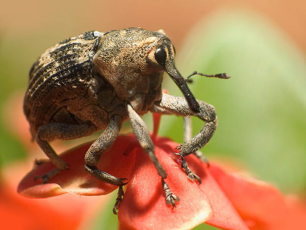 photo "Weevil Bug" tags: nature, insect