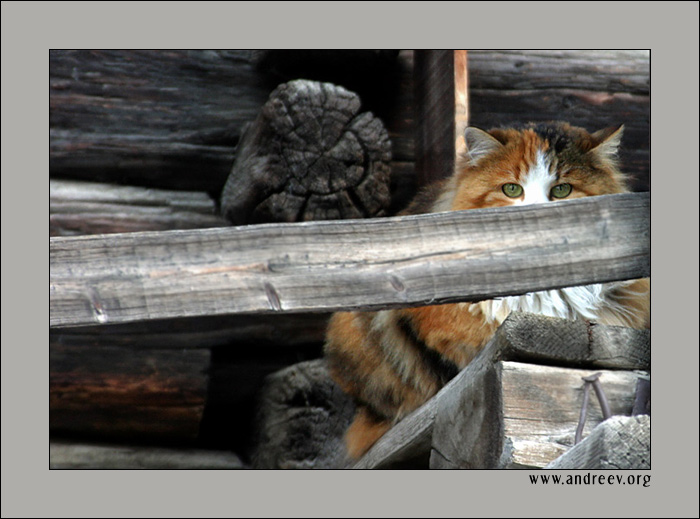 фото "Спрятался" метки: природа, юмор, дикие животные