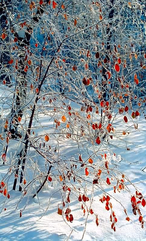 photo "Autumn-Winter filigrain" tags: nature, landscape, flowers, winter