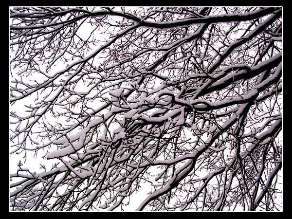 photo "Winter in Norway." tags: landscape, black&white, winter
