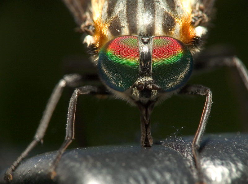 фото "Horse Fly" метки: природа, насекомое