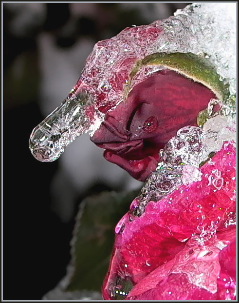 photo "The Troll" tags: abstract, macro and close-up, 