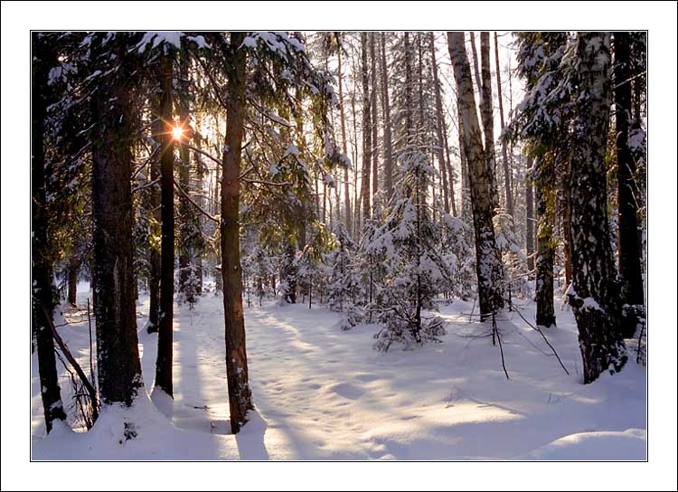 photo "Christmas morning" tags: landscape, forest, winter