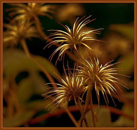 photo "Extended Family" tags: macro and close-up, nature, flowers