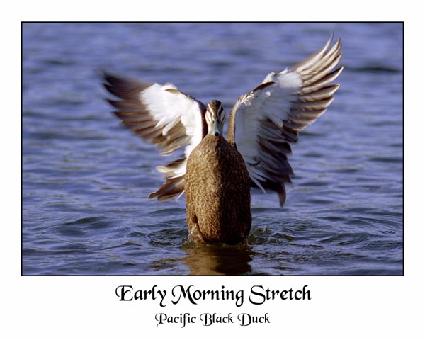 photo "Early morning Stretch" tags: nature, travel, Australia, wild animals