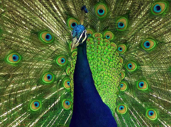 photo "Peacock" tags: nature, pets/farm animals