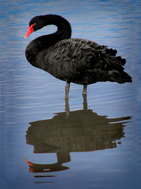 фото "Black Swan" метки: природа, 