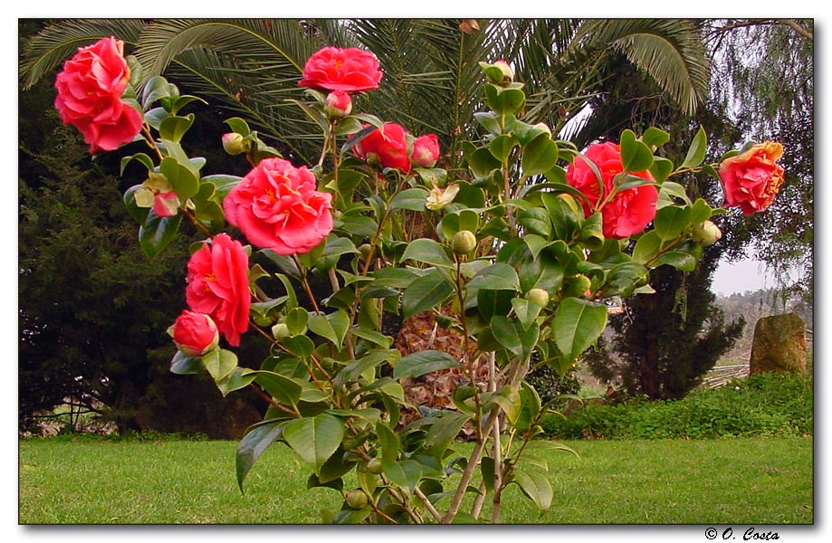 photo "Ladies-in-Red" tags: nature, travel, Europe, flowers