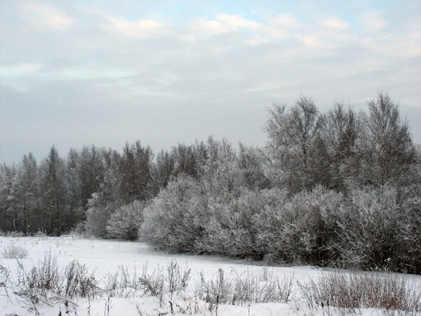 photo "January. A frost. Winter." tags: landscape, winter