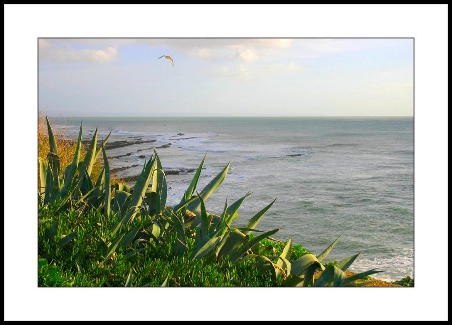 photo "Fly on the Coast" tags: landscape, water