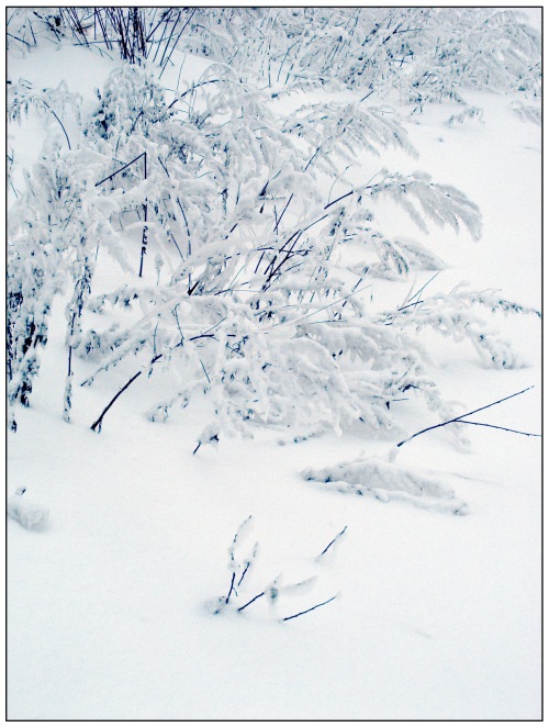 фото "Занесенные снегом" метки: пейзаж, зима, лес