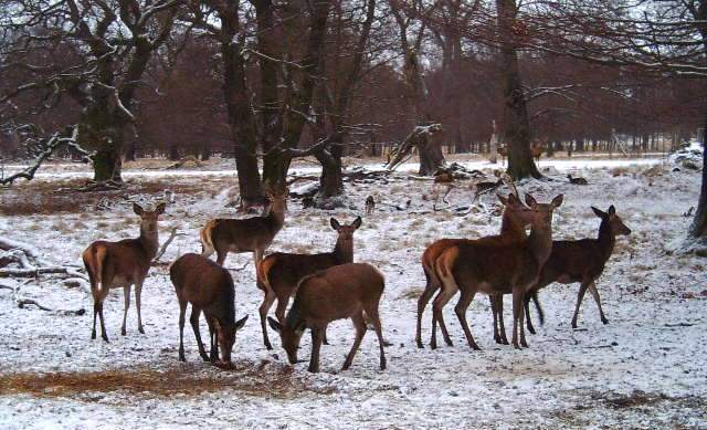 photo "Winter" tags: nature, wild animals